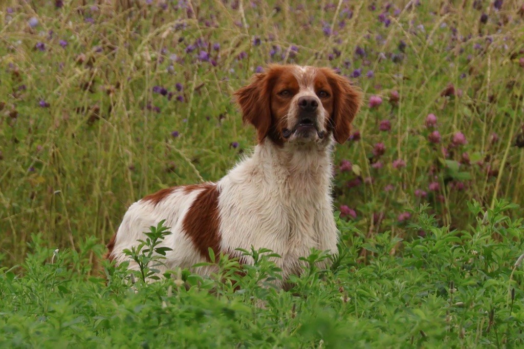 CH. TR. Squale de la plume du puits De La Plume Du Puits