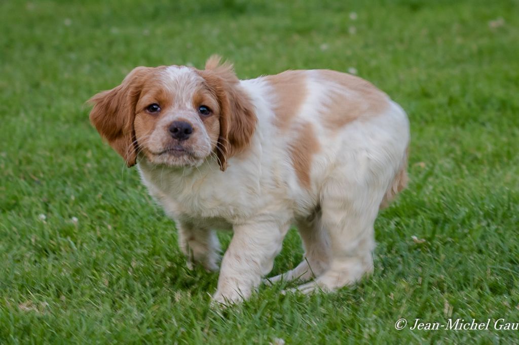 CH. TR. Squale De La Plume Du Puits