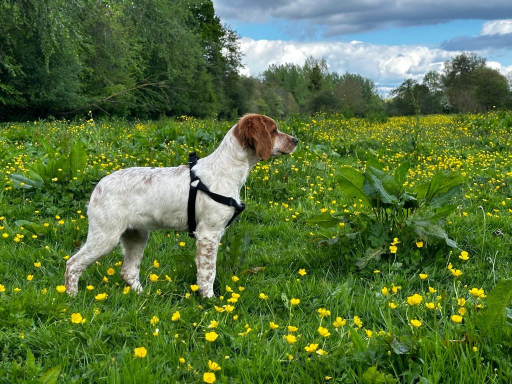 Vallée Du Bois Des Echasses