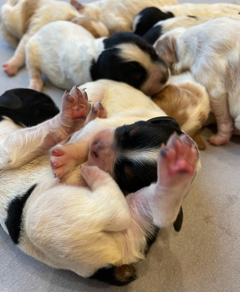 chiot Epagneul Breton De La Plume Du Puits