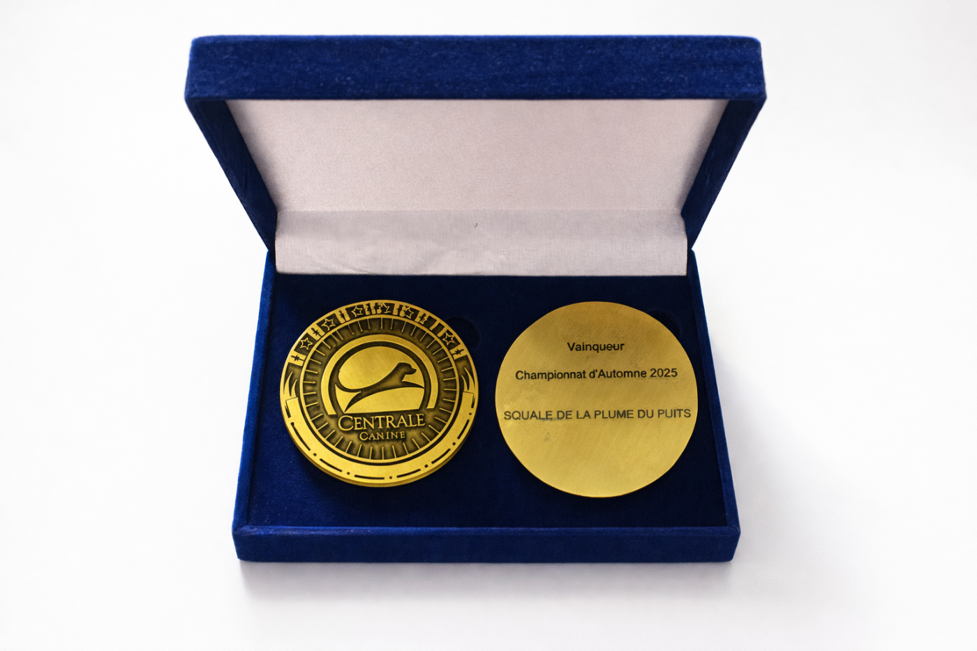 Championnat Français Field Trial Automne 2025