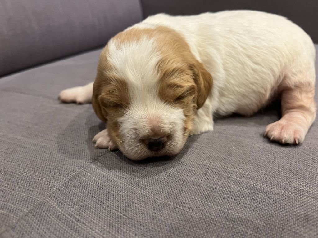 De La Plume Du Puits - Chiots disponibles - Epagneul Breton