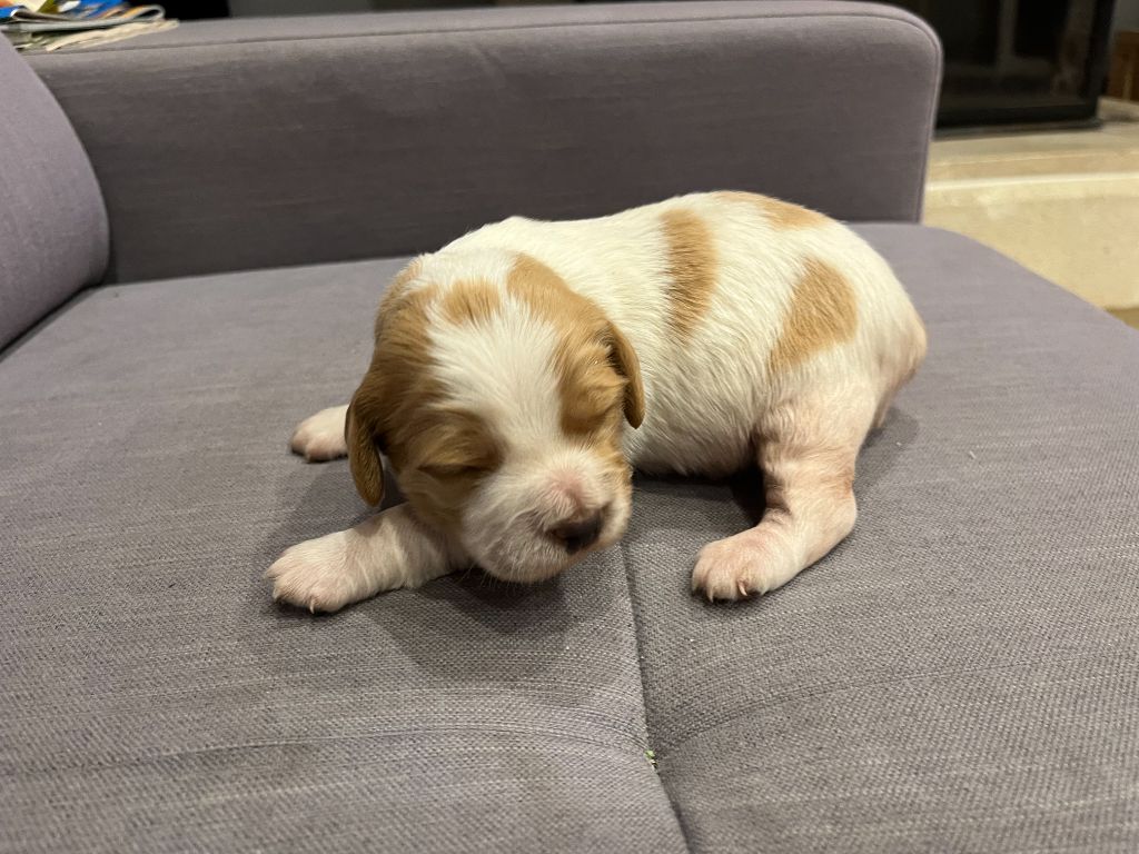 De La Plume Du Puits - Chiots disponibles - Epagneul Breton