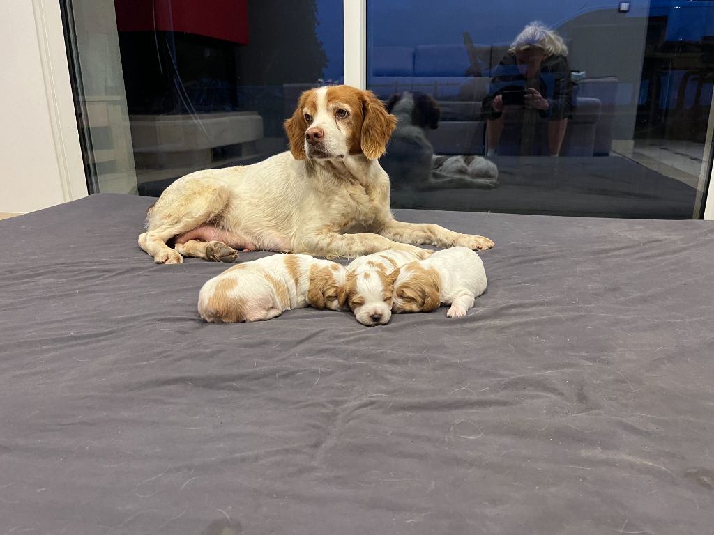 Chiot Epagneul Breton De La Plume Du Puits