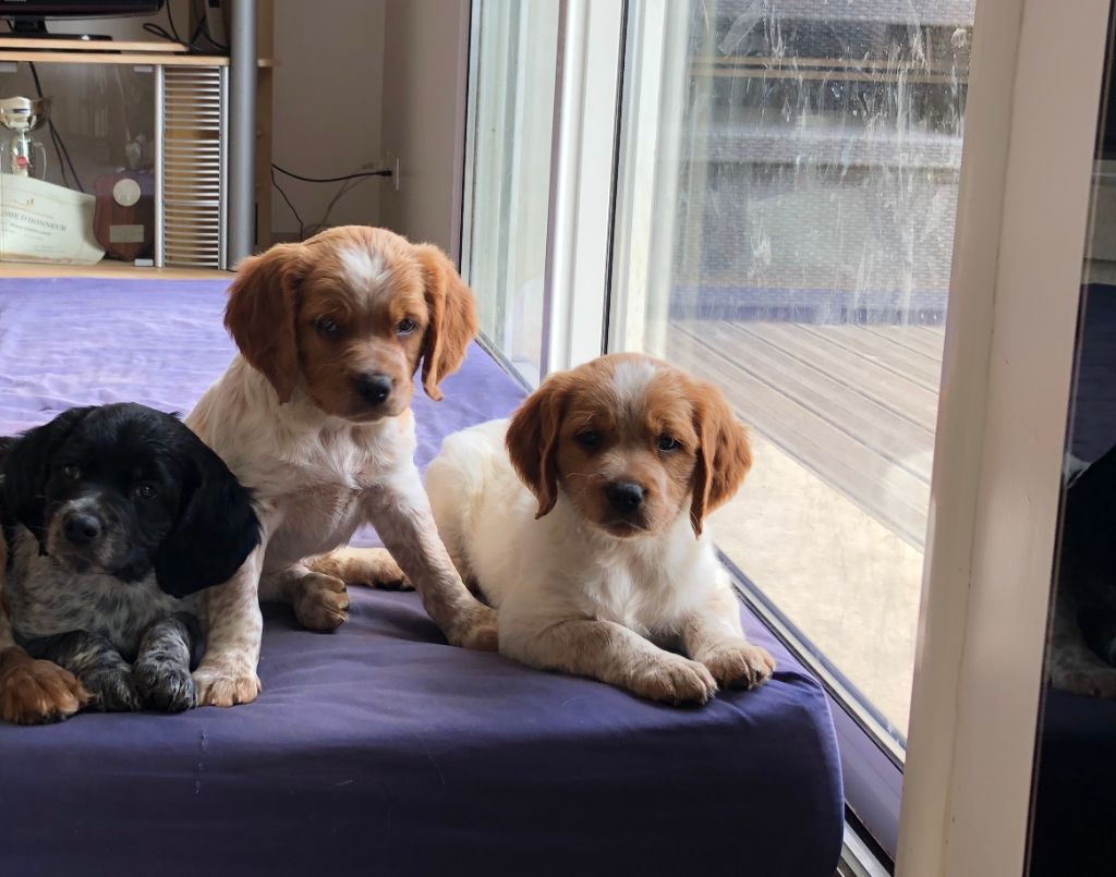 Chiot Epagneul Breton De La Plume Du Puits